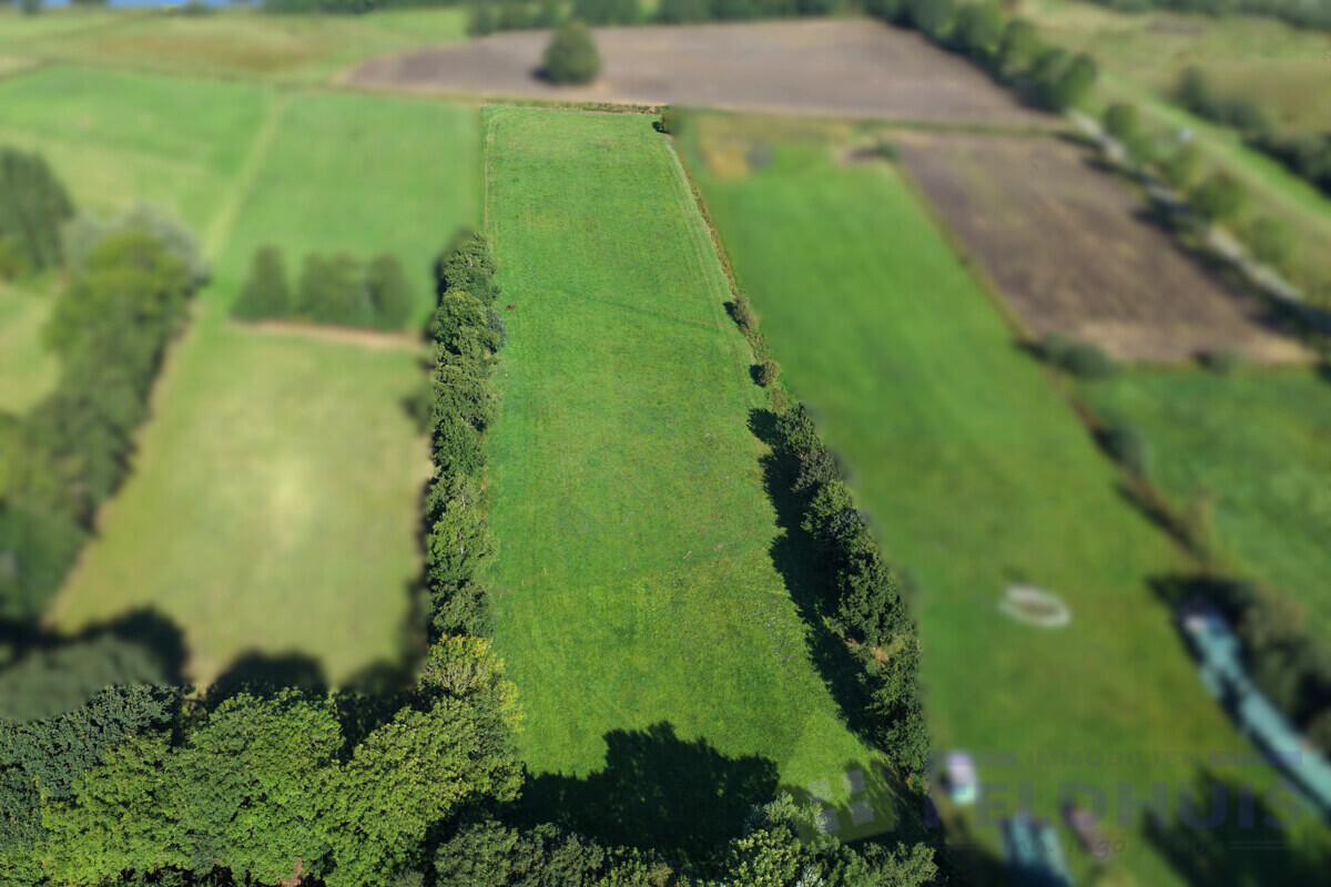 Grünland Bild 4
